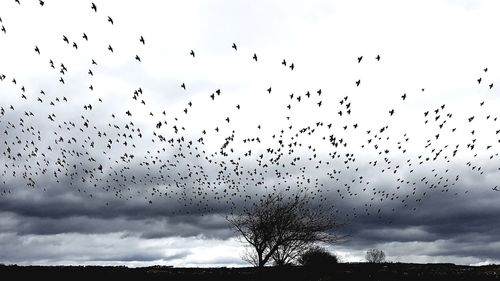 Silhouette birds flying against sky