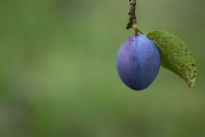 Close-up of fruits growing on plant