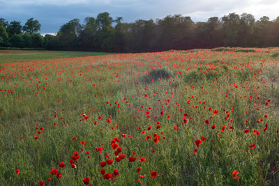 Scenic view of poppy field against sky