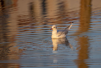 Duck swimming in lake