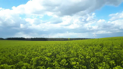 Scenic view of agricultural field against sky