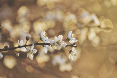 Blooming tree branch in gdynia