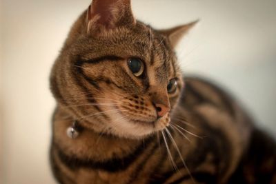 Close-up of tabby cat against white wall