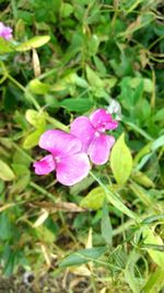 High angle view of pink flower blooming outdoors