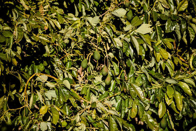 Full frame shot of fresh green leaves