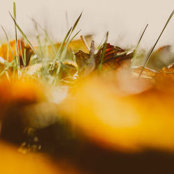 Close-up of yellow flowers growing on field