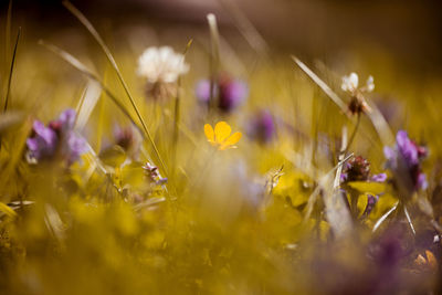 Close-up of flowers