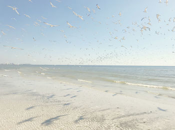 Flock of birds on beach