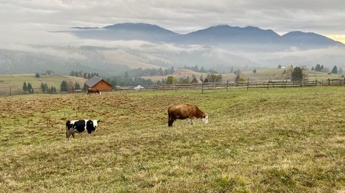 Cattles grazing in a field