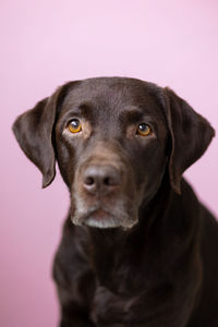 Close-up portrait of dog