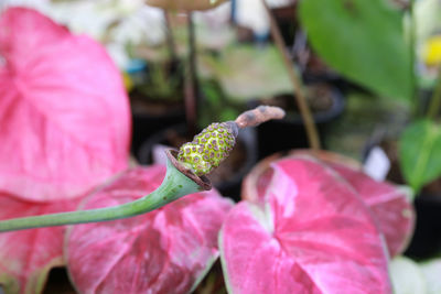 Close-up of plant