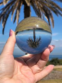 Close-up of hand holding plant