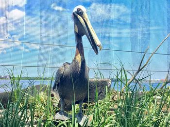 View of bird on grass