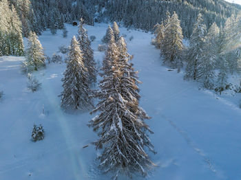 Pine trees on snow covered field
