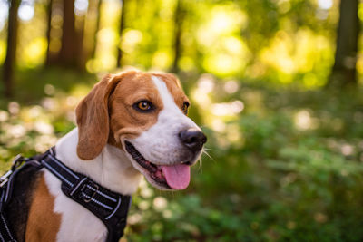 Dog looking away while sitting in forest