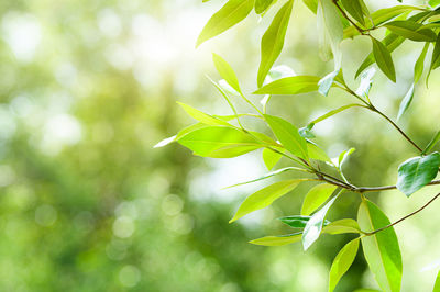 Close-up of fresh green leaves