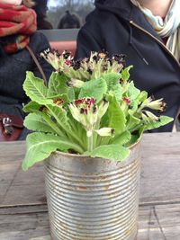 Close-up of hand holding plant