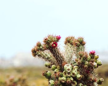 Close-up of thistle against clear sky