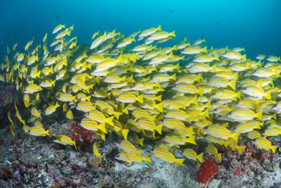 School of blue banded snapper ,wide angle