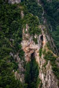 High angle view of trees in forest