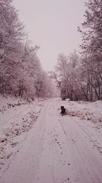 Dog on snow covered road against sky