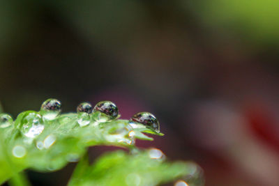 Close-up of insect on leaf