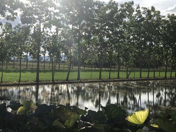 Scenic view of lake by trees