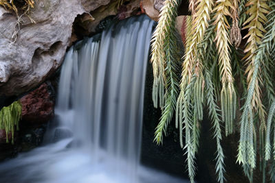 Close-up of plants against waterfall