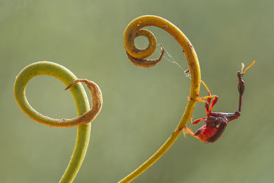 Girrafe weevil on unique tendril