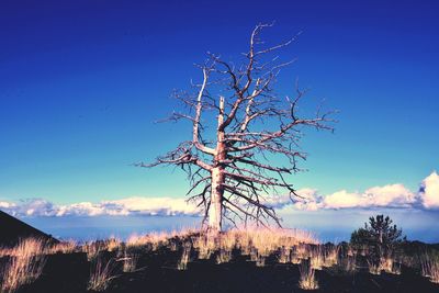 Bare tree on field against blue sky