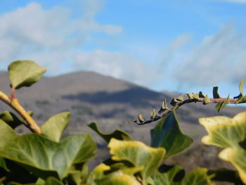 Close-up of plant against sky