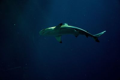 Fish swimming in sea