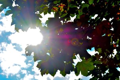 Low angle view of trees against sky