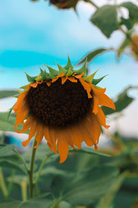 Close-up of sunflower