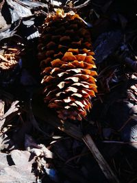 Close-up of leaves