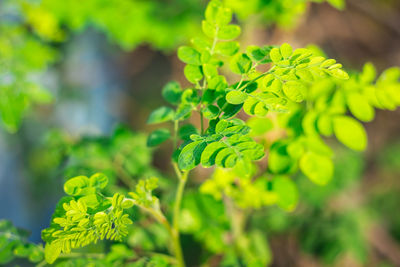 Close-up of fresh green leaves on plant