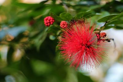 Close-up of red flowers