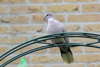 Close-up of bird perching on wall