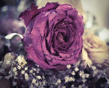 Close-up of rose blooming outdoors