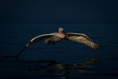 Pelican flying over lake