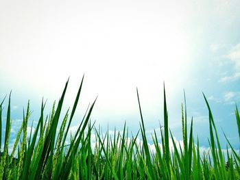 Plants growing on field against clear sky