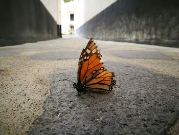 Butterfly on the wall