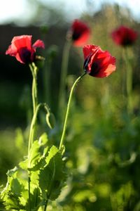 Close-up of red flower