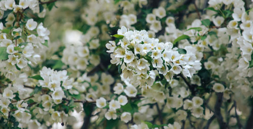 Close-up of white flowering plant