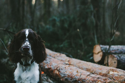 Close-up portrait of dog in forest