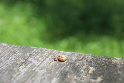 Close-up of lizard on wood