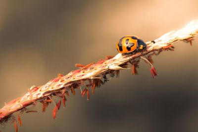Close up shot of a ladybug creeping on grass