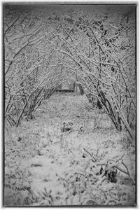 Bare trees in forest during winter