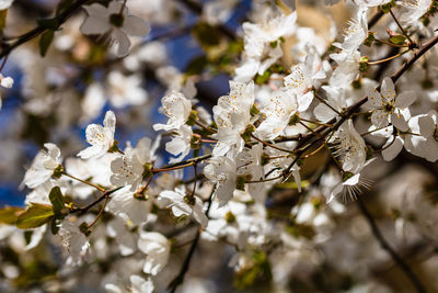 Close-up of cherry blossoms in spring