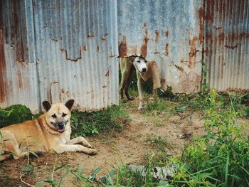 Portrait of dog by plants on wood